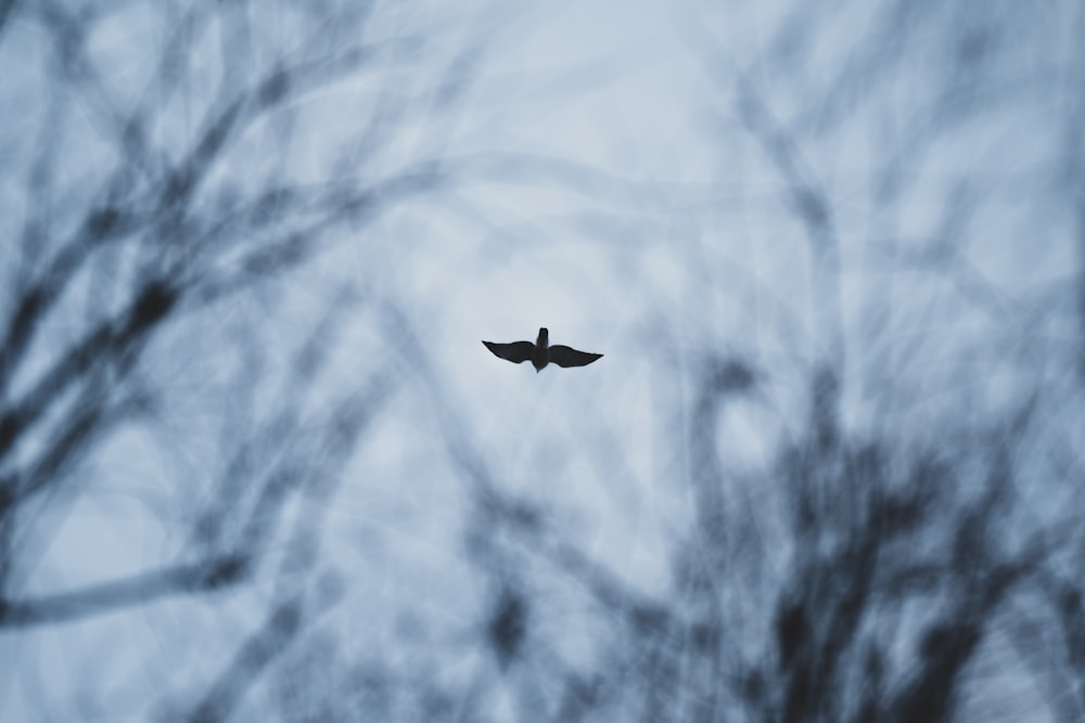 un oiseau volant dans les airs avec des arbres en arrière-plan
