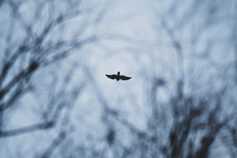 a bird flying through the air with trees in the background