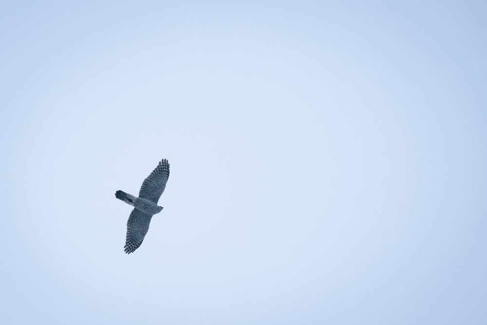 un grande uccello che vola attraverso un cielo blu