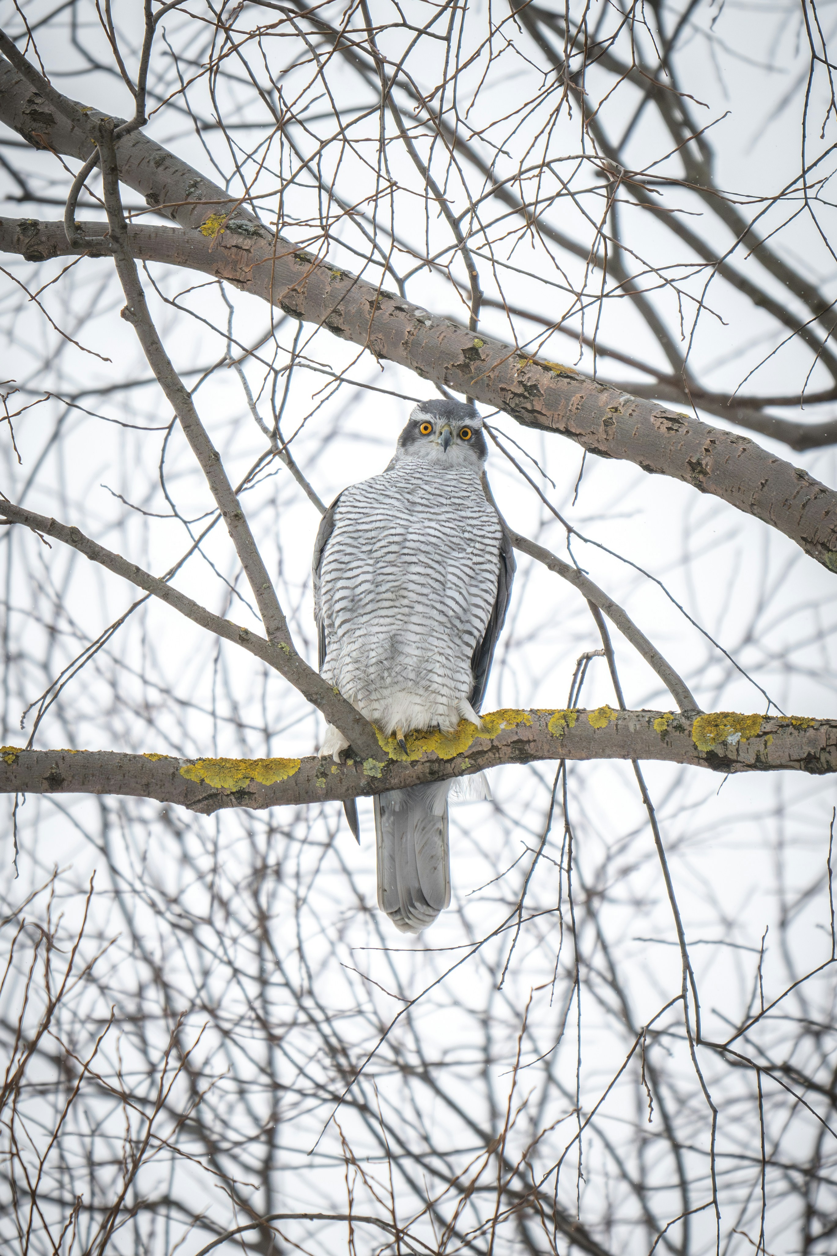 un oiseau perché sur une branche d’arbre