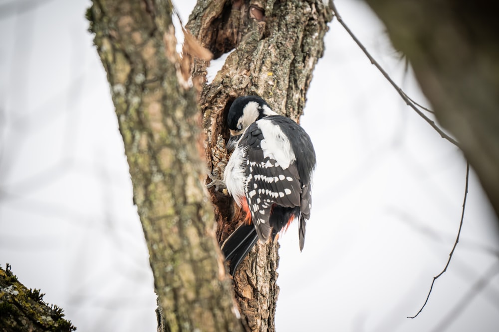 a black and white bird perched on a tree