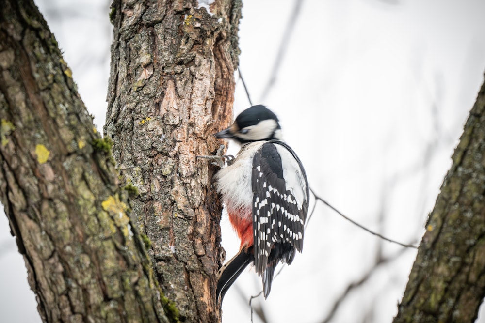 a bird perched on the side of a tree