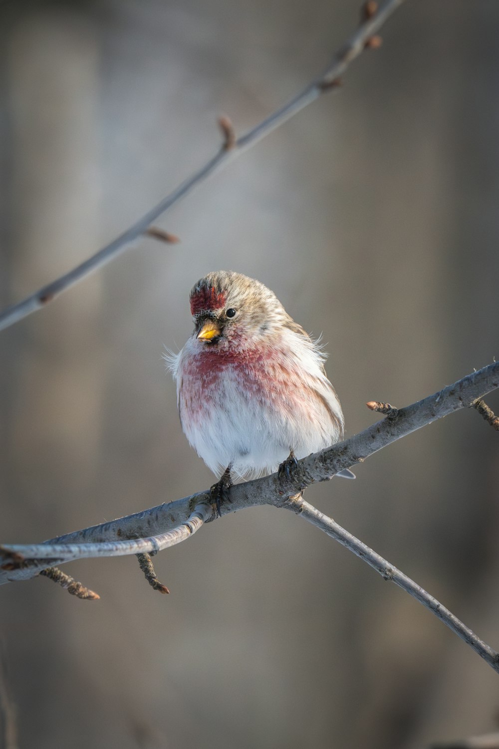 a small bird sitting on a tree branch