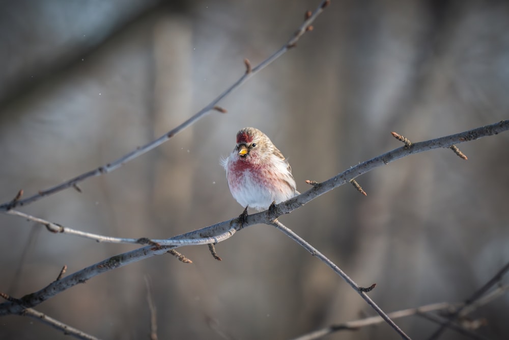 a small bird is sitting on a tree branch