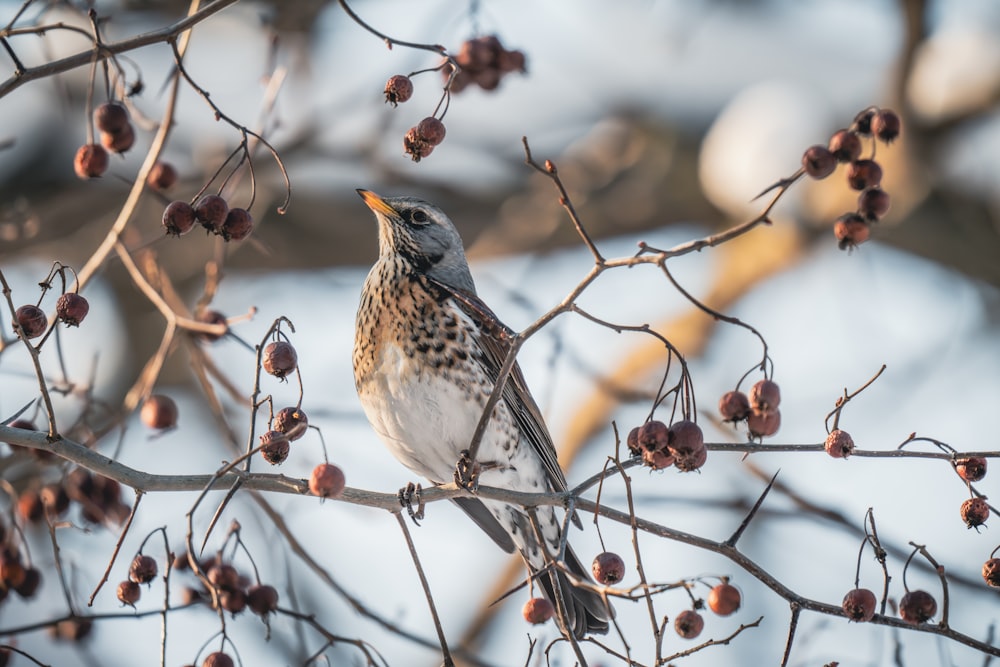 a bird is sitting on a branch with berries