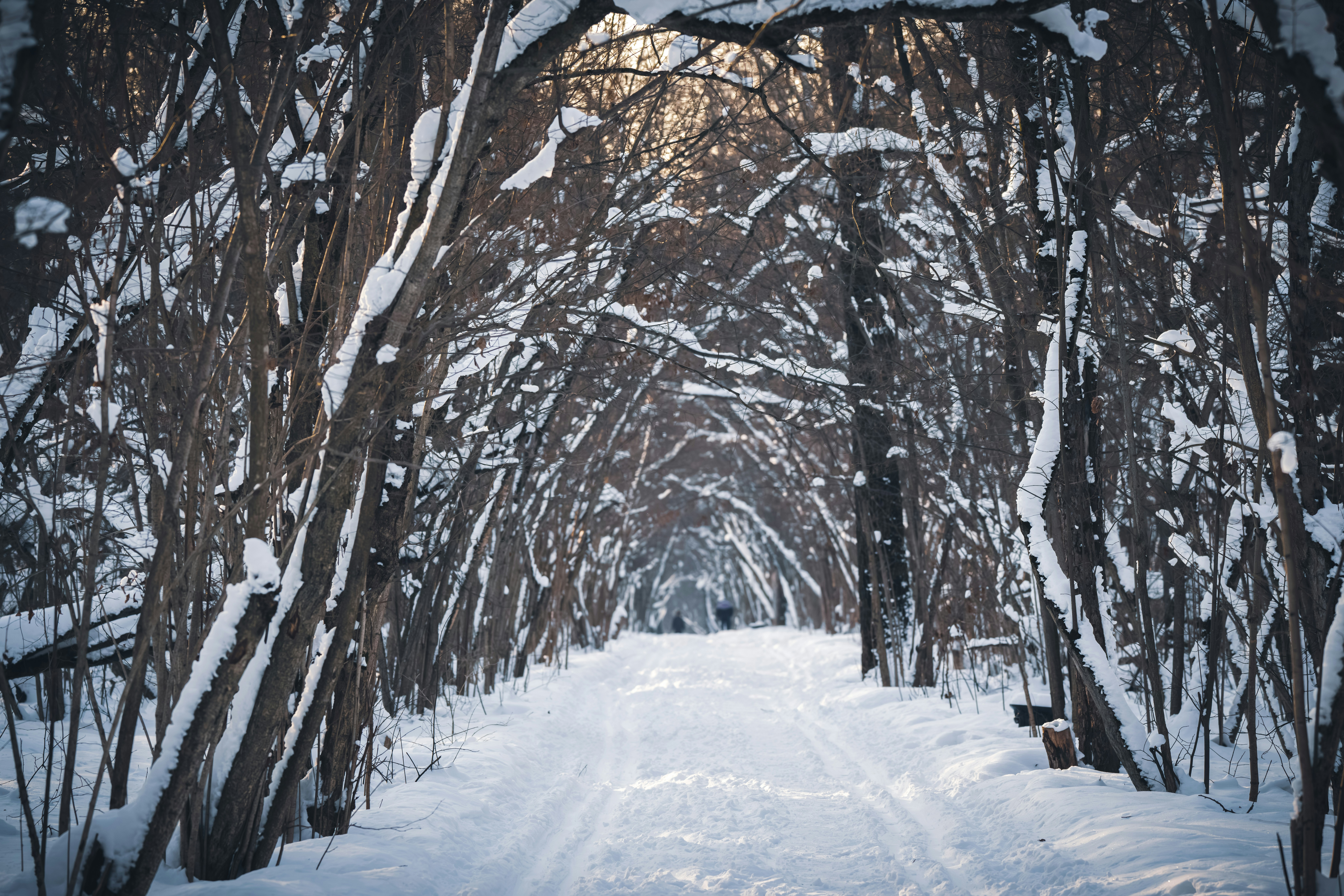 A path through a snowy forest lined with trees photo – Free Grey Image ...