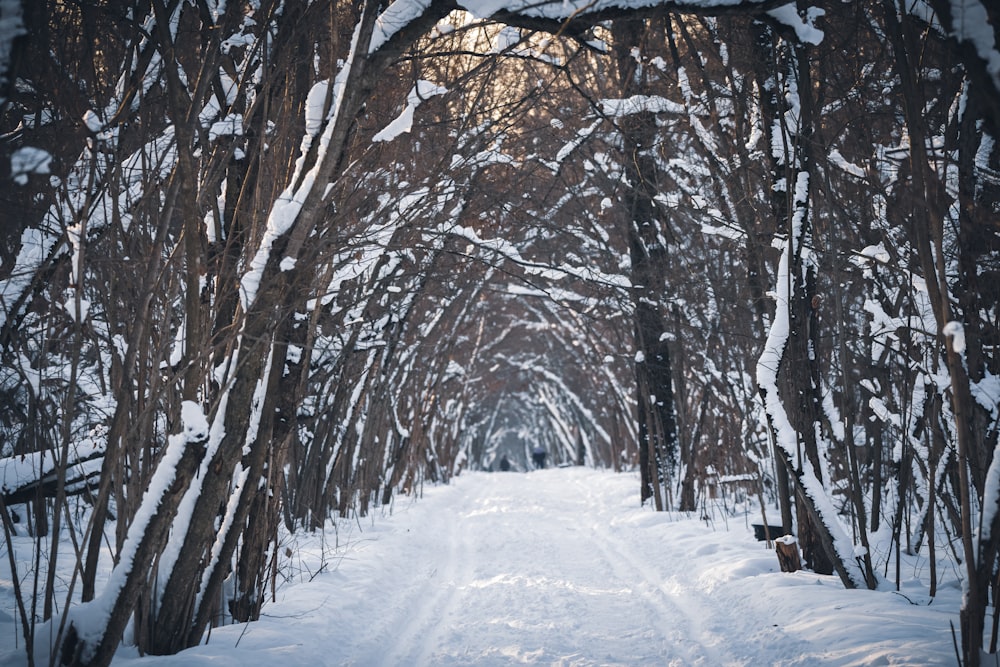 a path through a snowy forest lined with trees