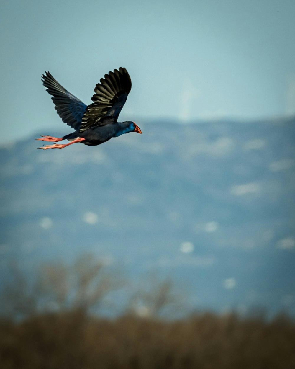 a bird is flying in the air with a mountain in the background