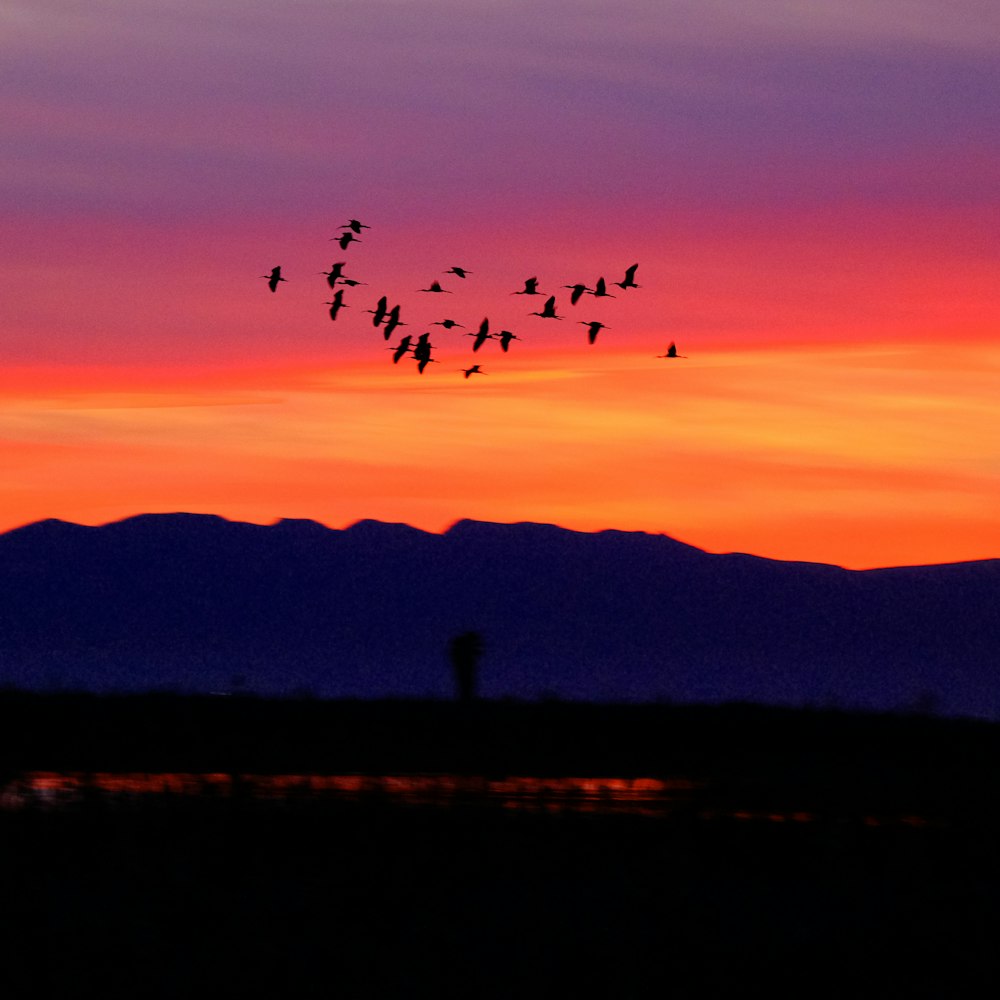 a flock of birds flying over a mountain at sunset