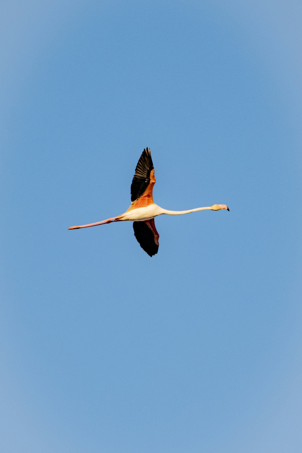 a large bird flying through a blue sky