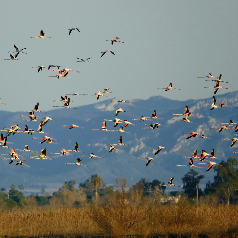 a flock of birds flying over a dry grass field