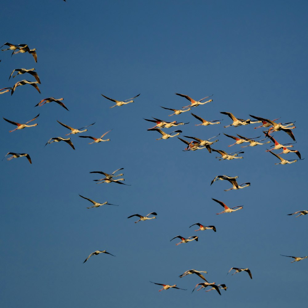 a flock of birds flying through a blue sky