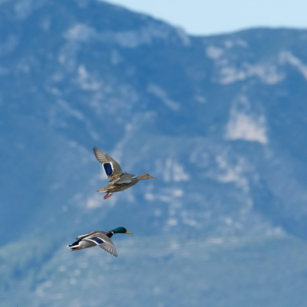 three ducks flying in the air with mountains in the background