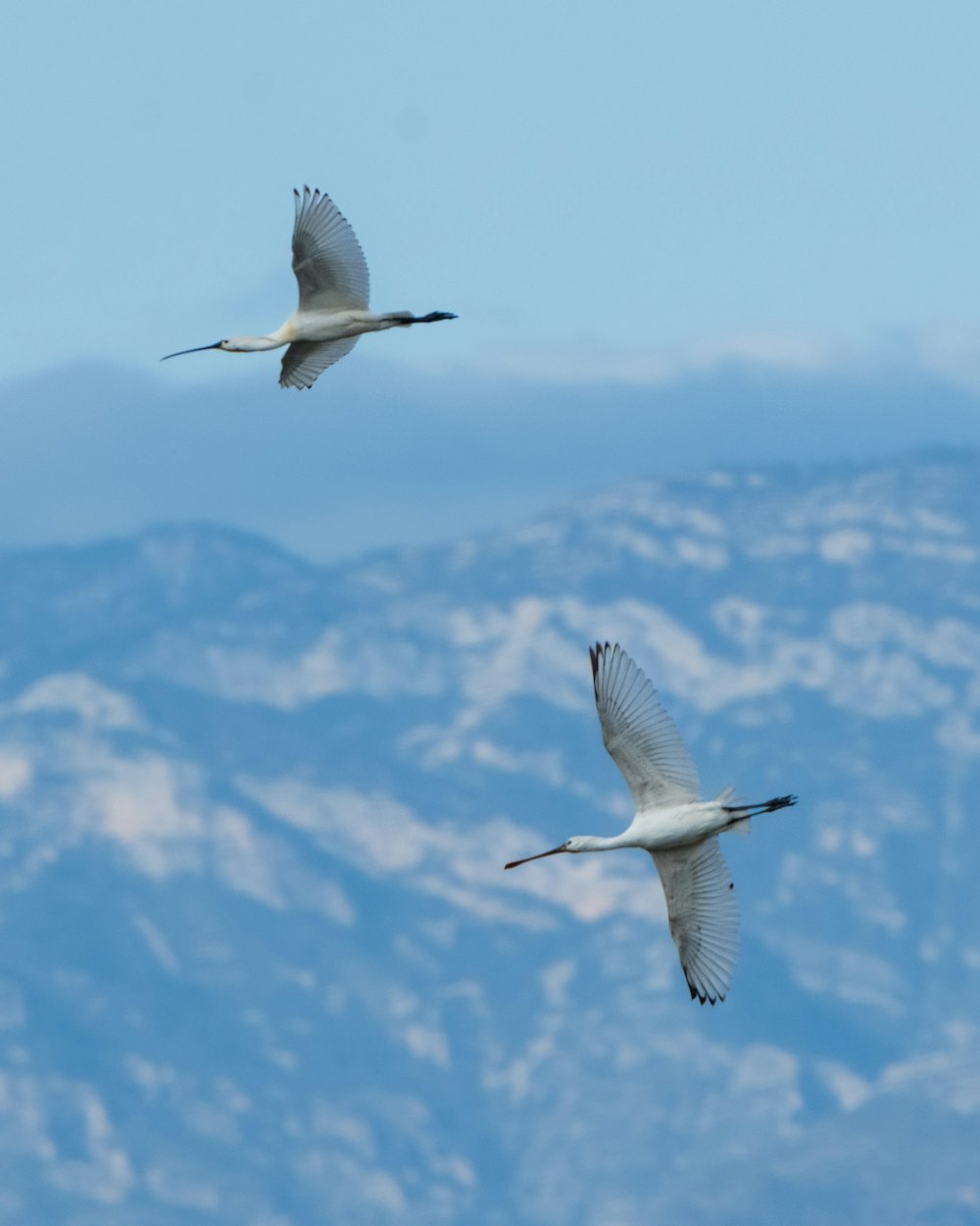 two white birds flying over a mountain range