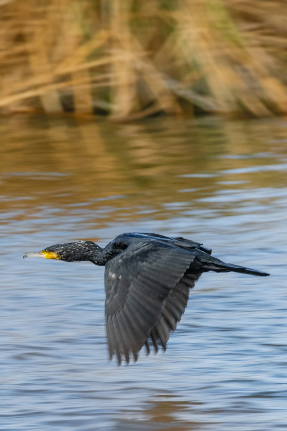 a bird flying over a body of water