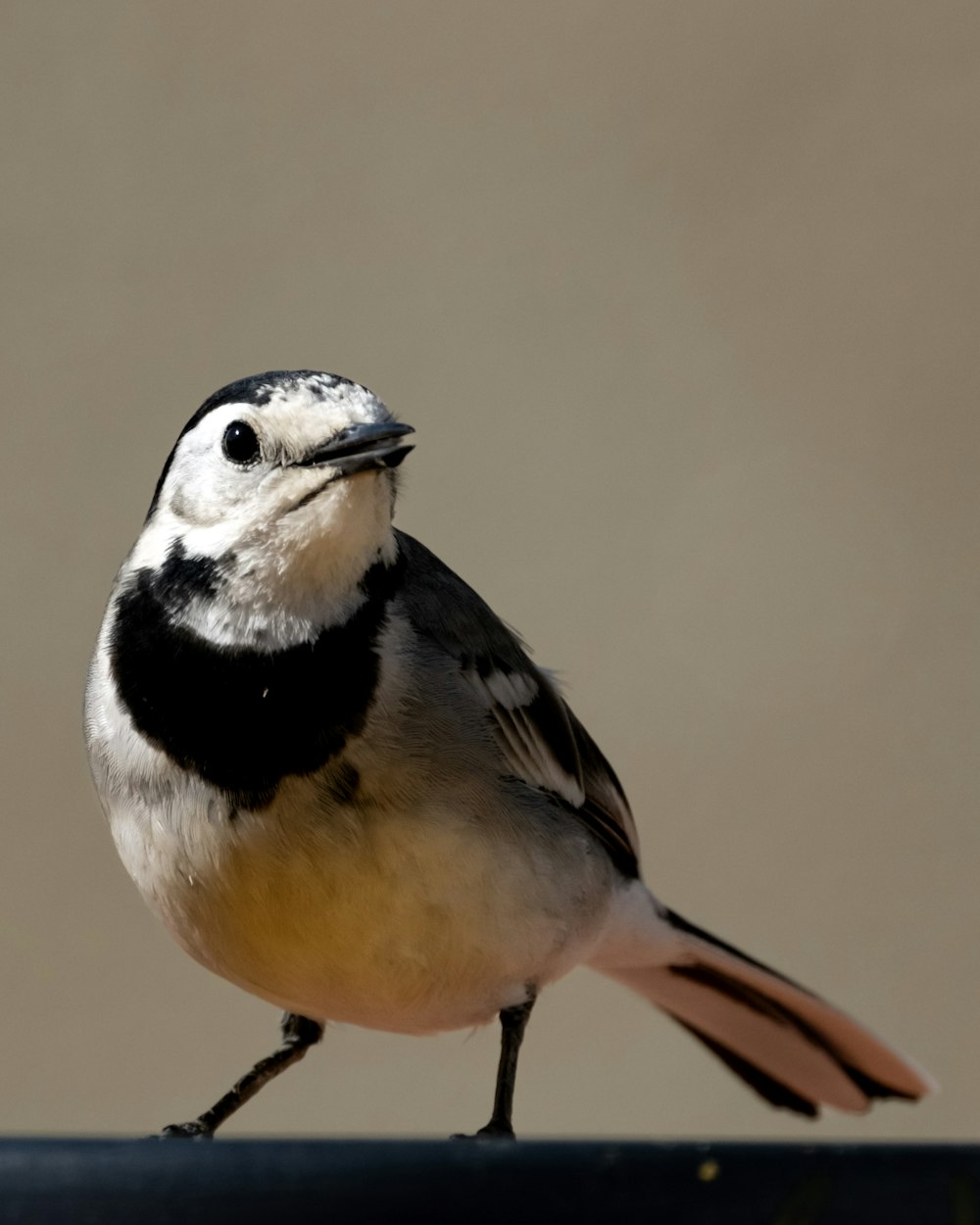 a small bird standing on top of a table