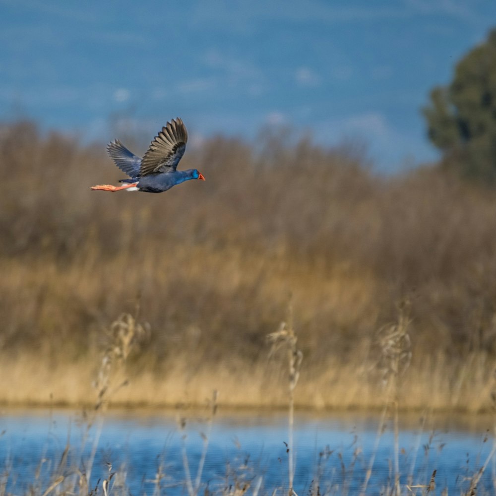 a bird flying over a body of water