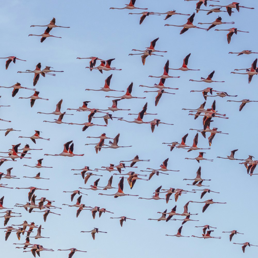 a flock of birds flying through a blue sky