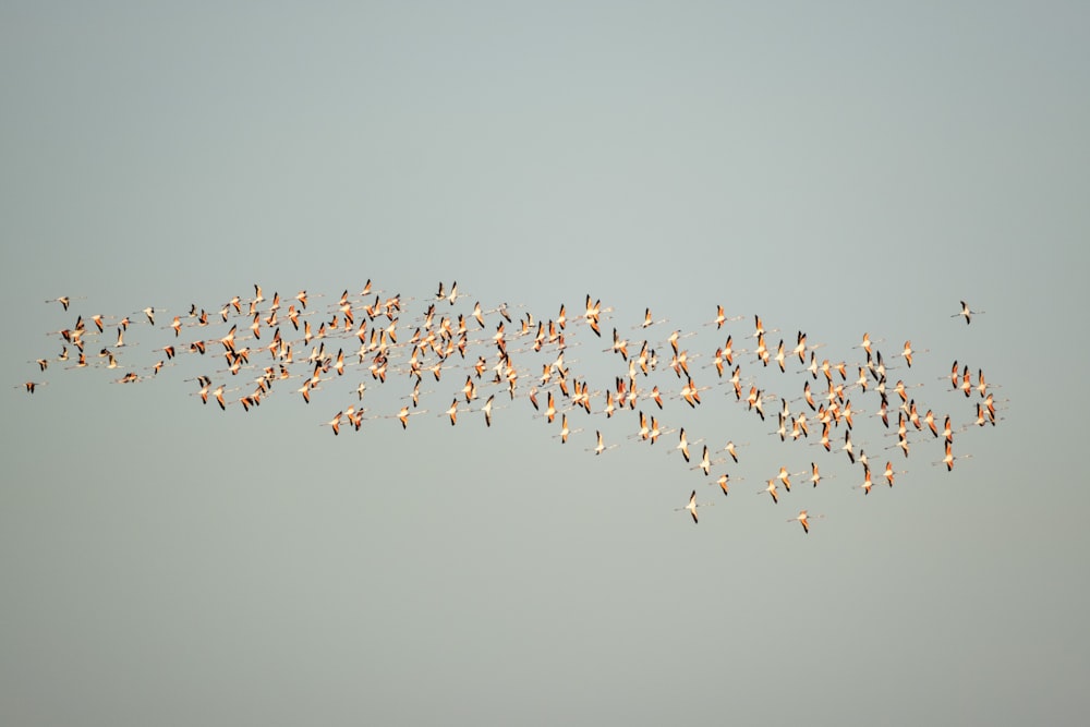 a flock of birds flying in the sky