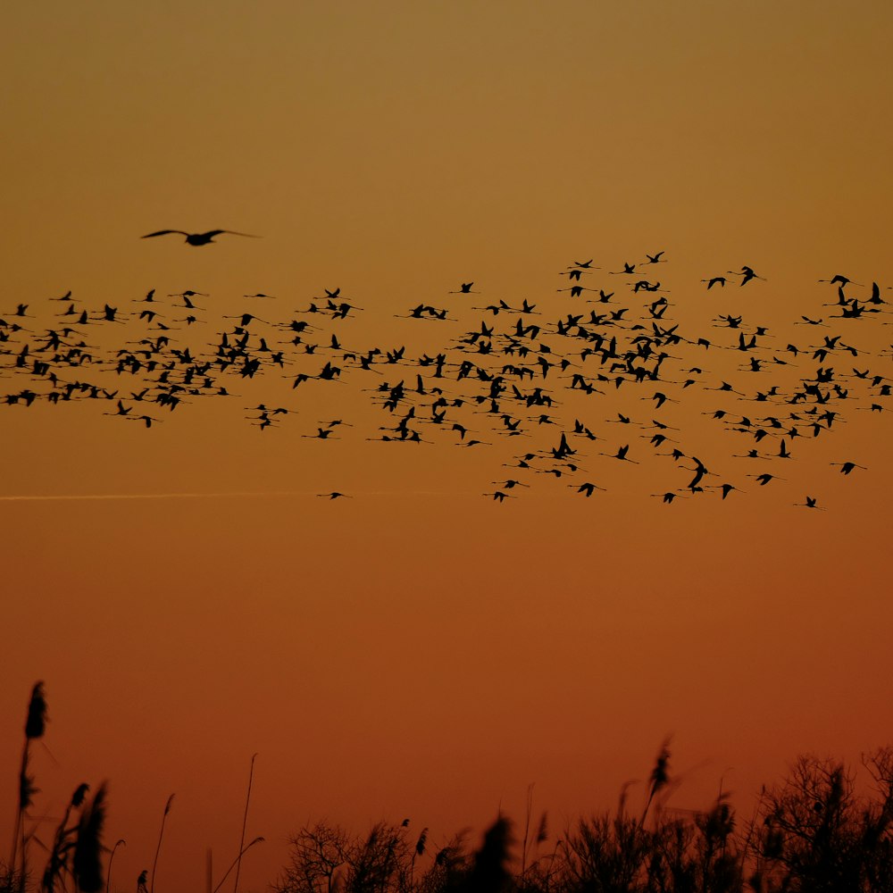 a flock of birds flying in the sky at sunset