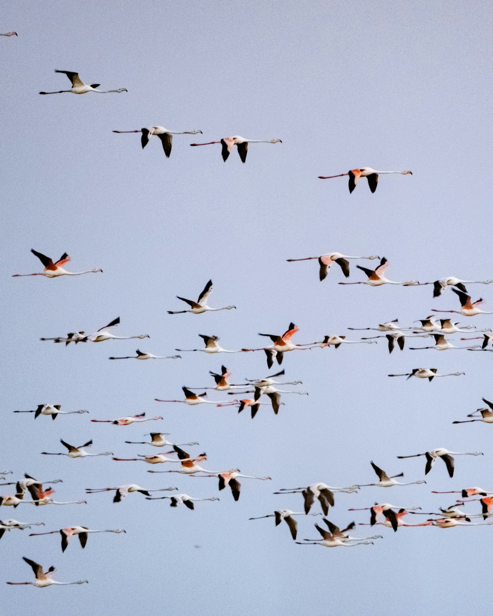 a flock of birds flying through a blue sky