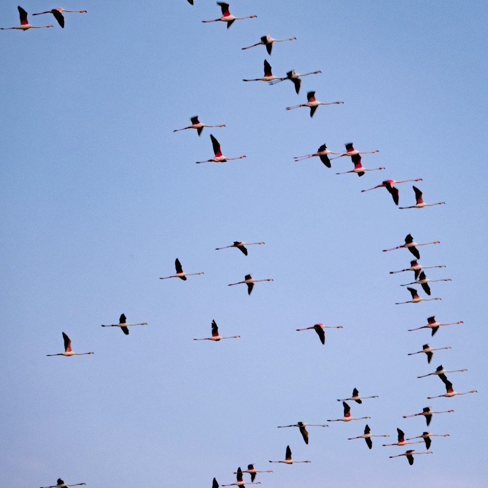 a flock of birds flying through a blue sky