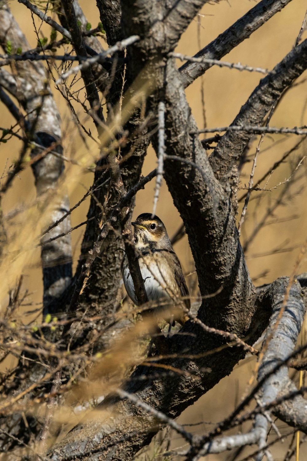 a small bird perched on a tree branch