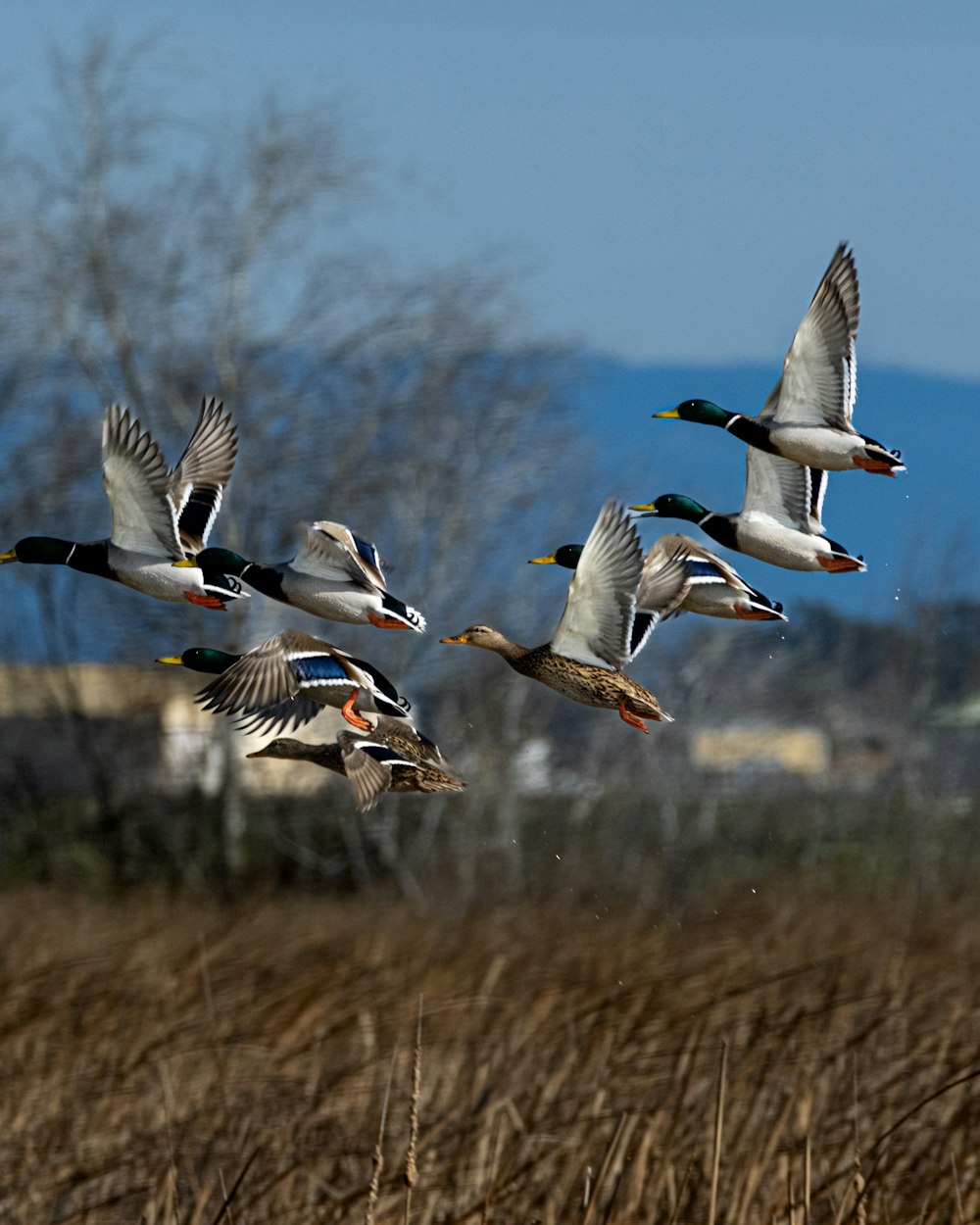 a flock of ducks flying over a dry grass field