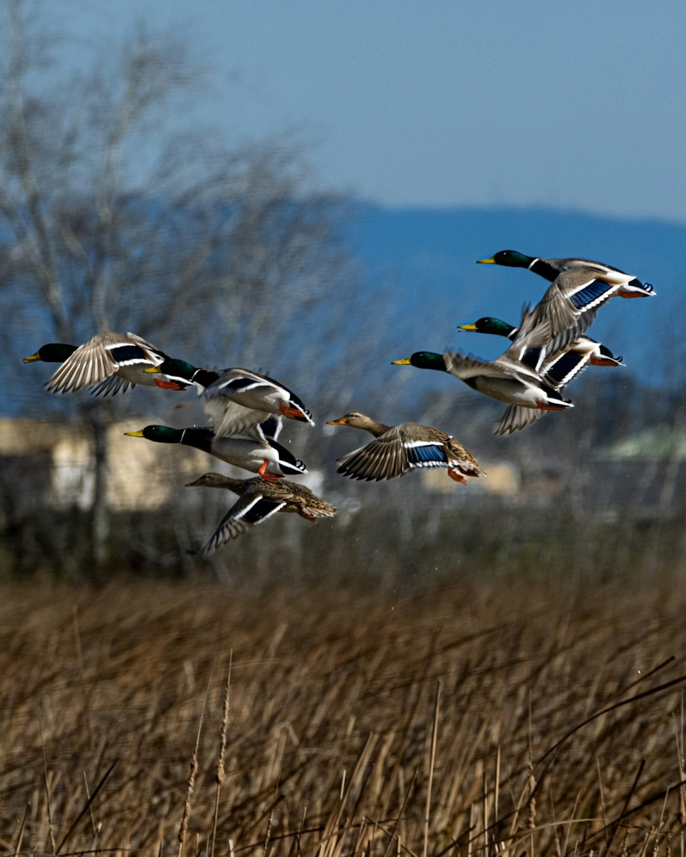 a flock of ducks flying over a dry grass field
