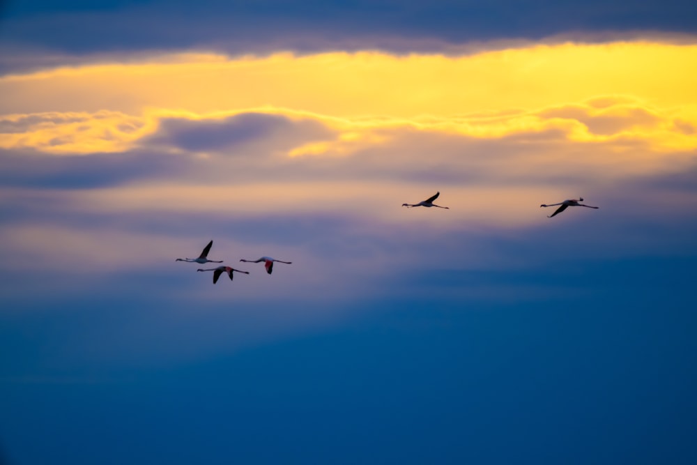 a group of birds flying through a cloudy sky