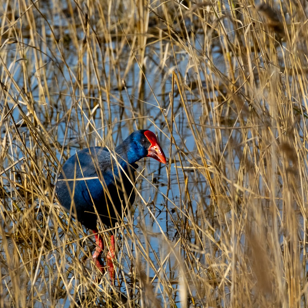 a blue bird with a red head standing in tall grass