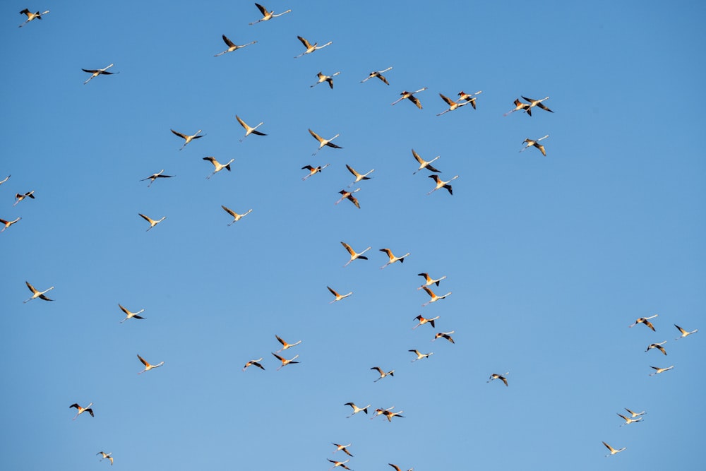 a flock of birds flying through a blue sky