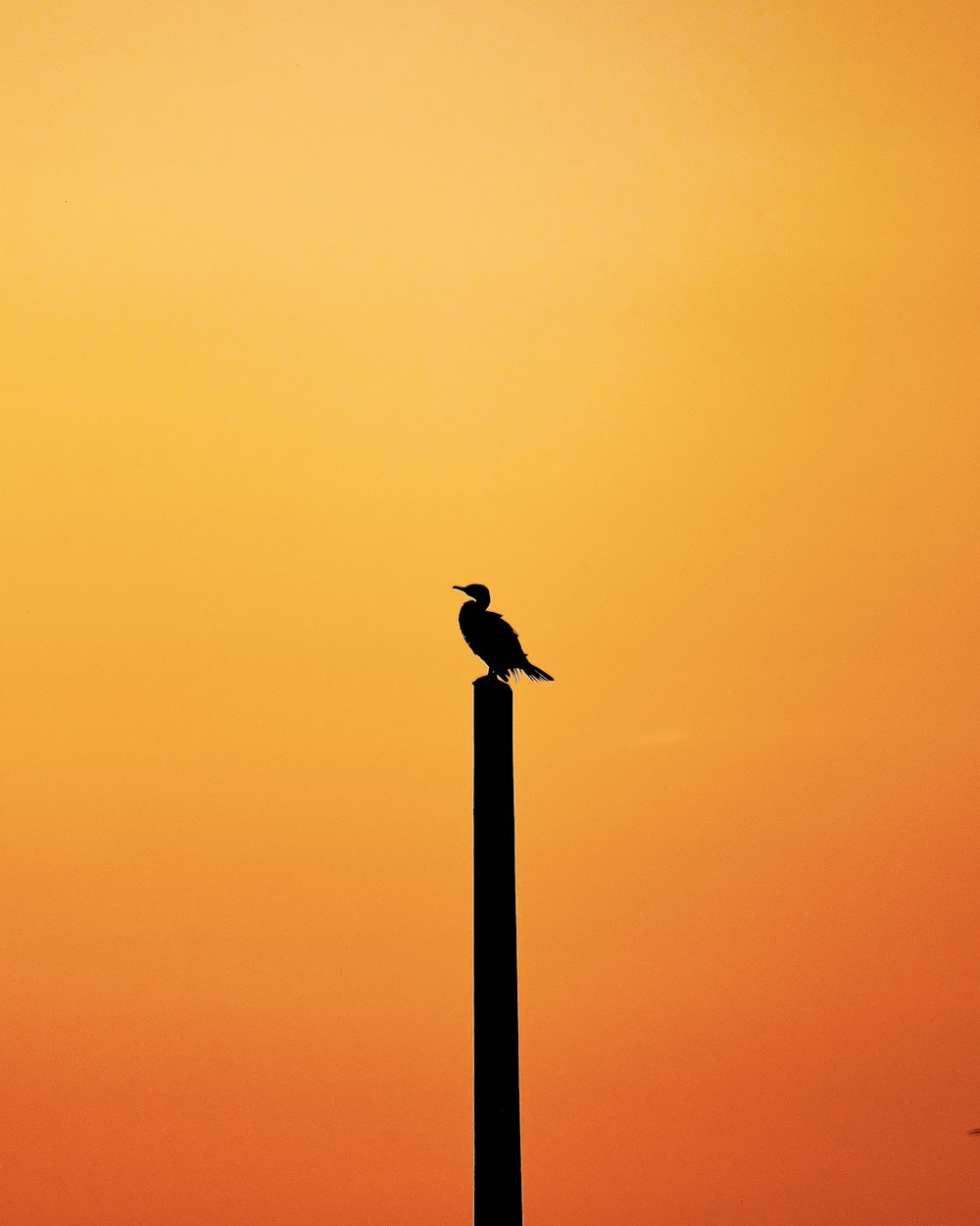 a bird sitting on top of a tall pole