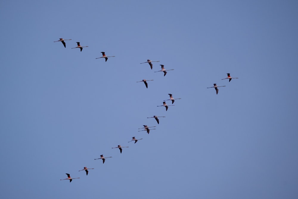 a flock of birds flying through a blue sky