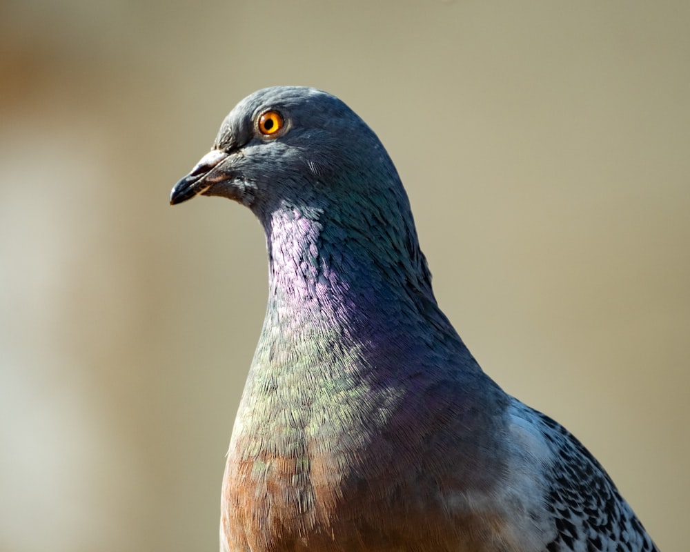 a close up of a bird with a blurry background