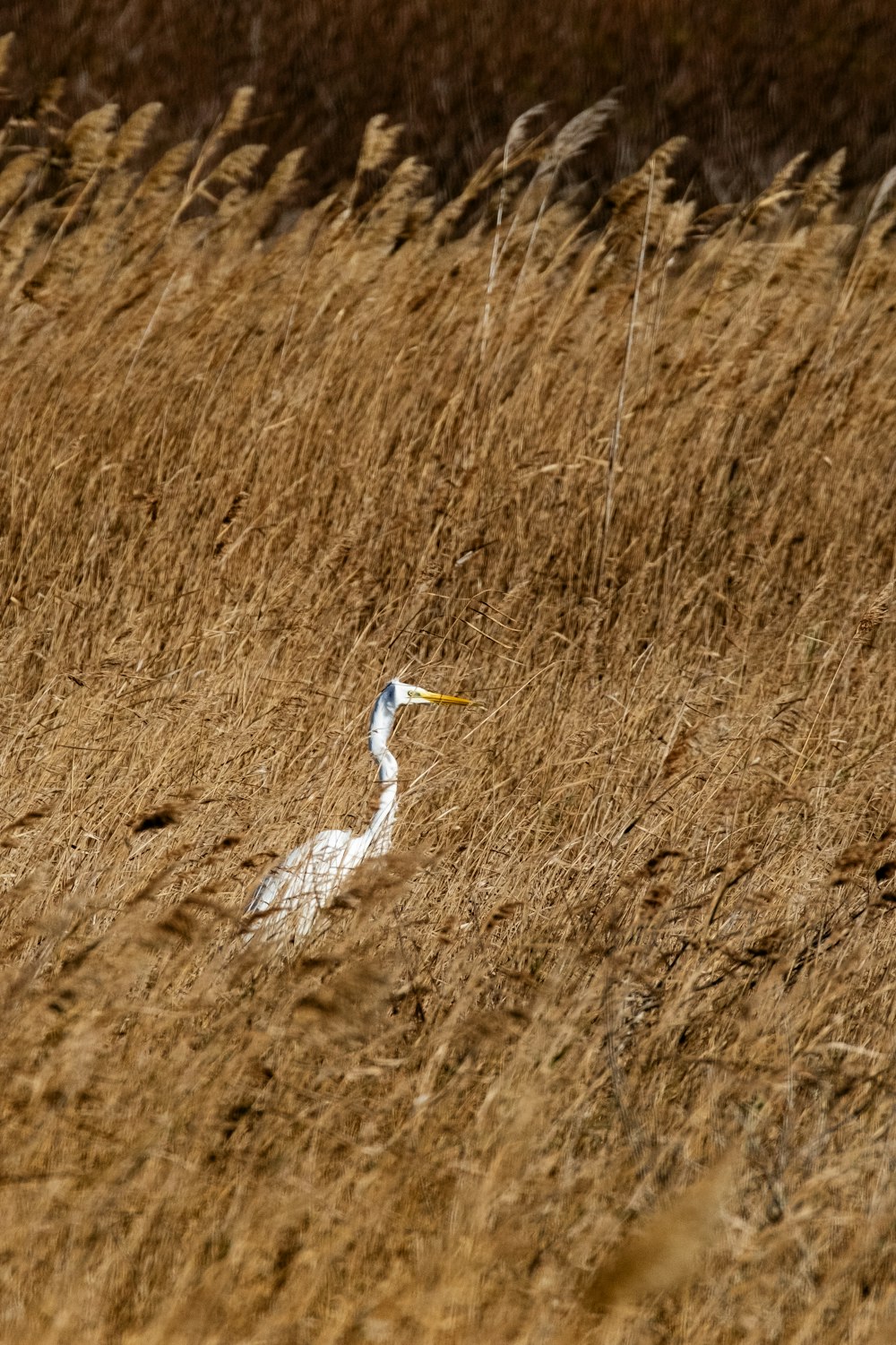 a bird standing in a field of tall grass