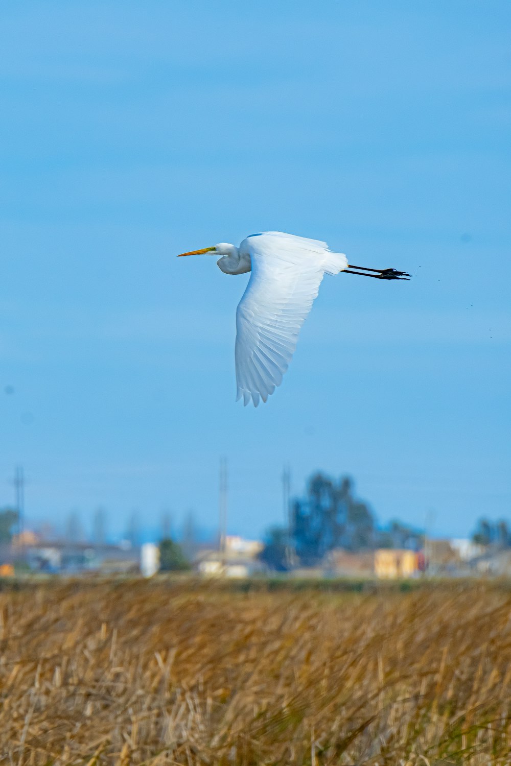 a white bird flying over a dry grass field