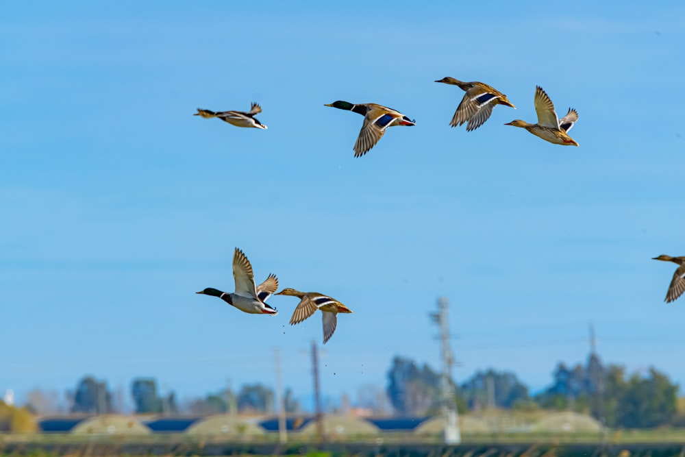 a flock of ducks flying through a blue sky