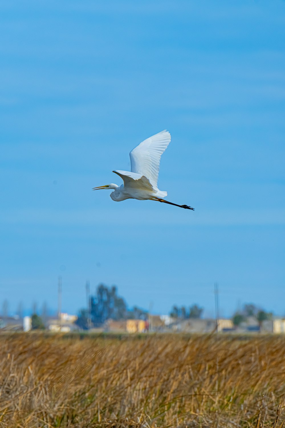 a large white bird flying over a dry grass field