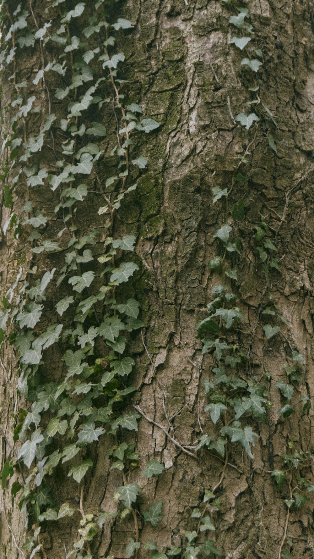 a close up of a tree with vines growing on it