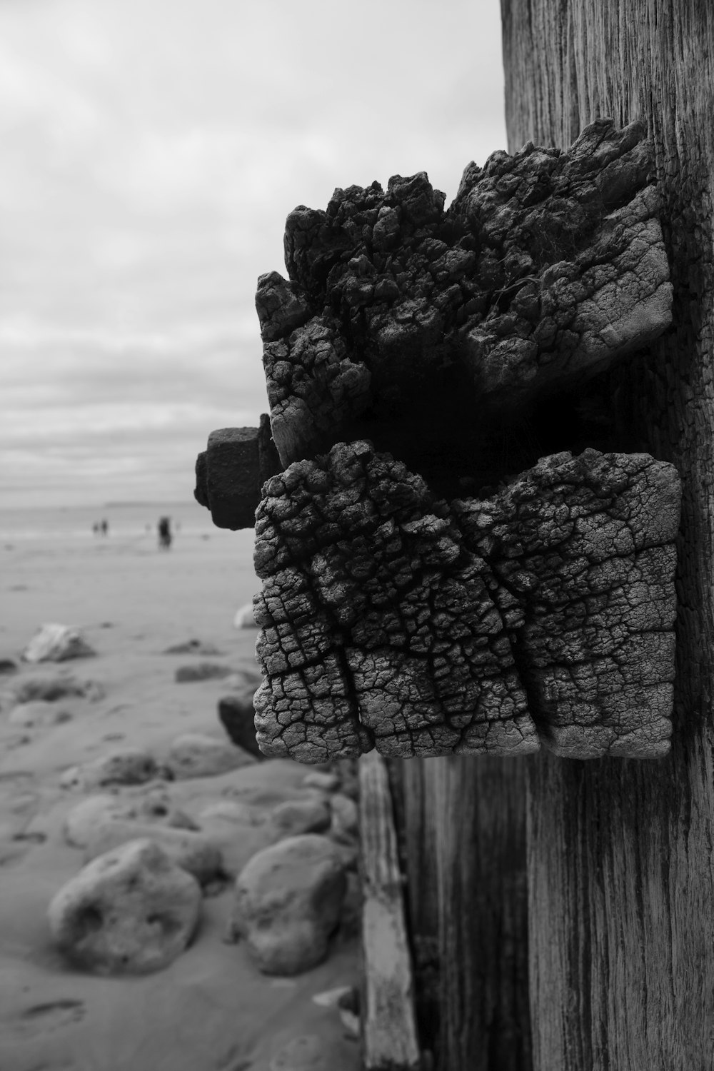 Una foto en blanco y negro de un trozo de madera en una playa