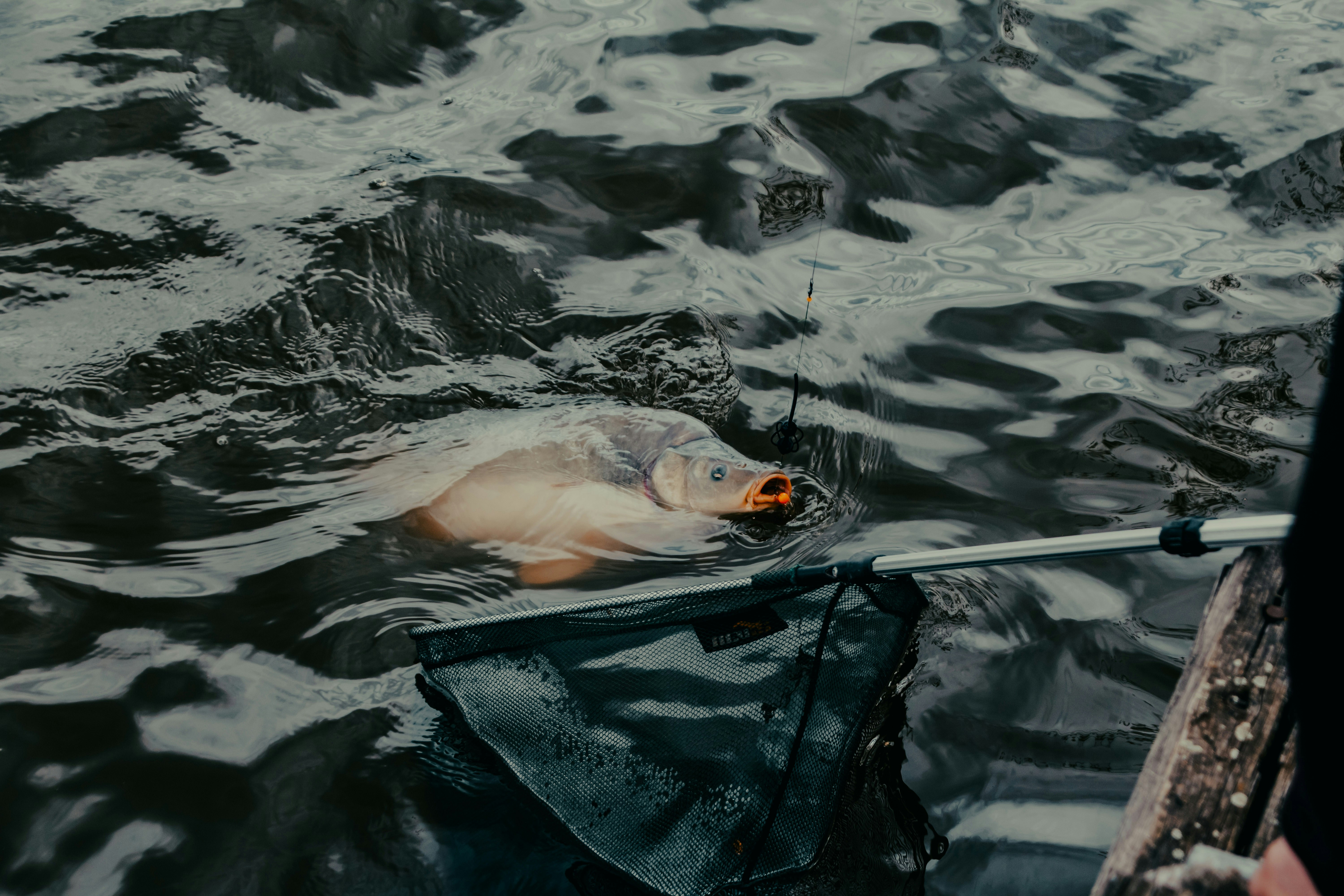 Photo by sylvester_s