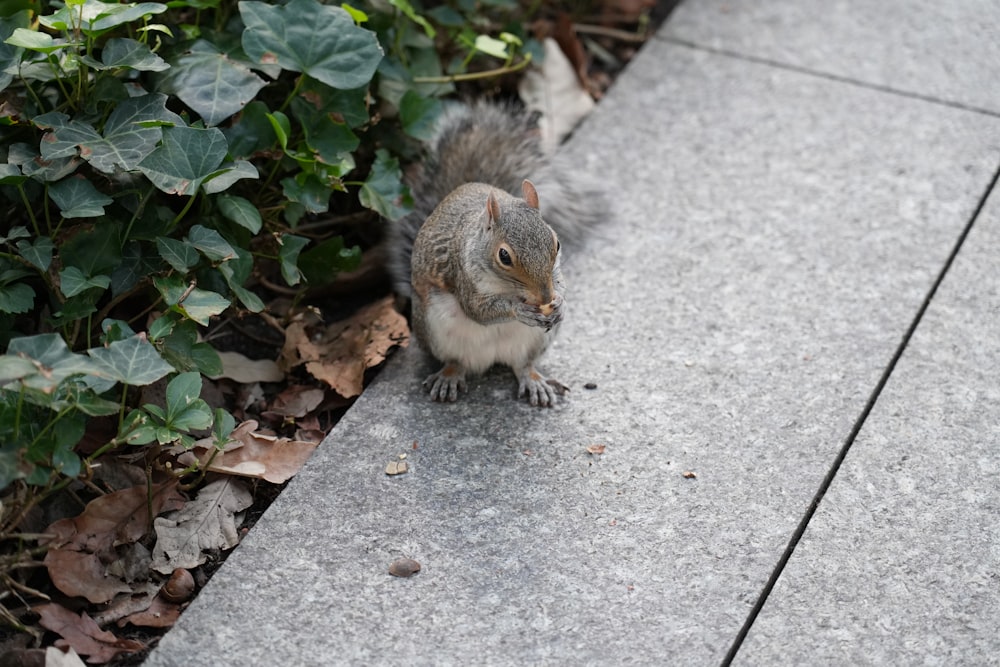 a squirrel is standing on a sidewalk next to a bush