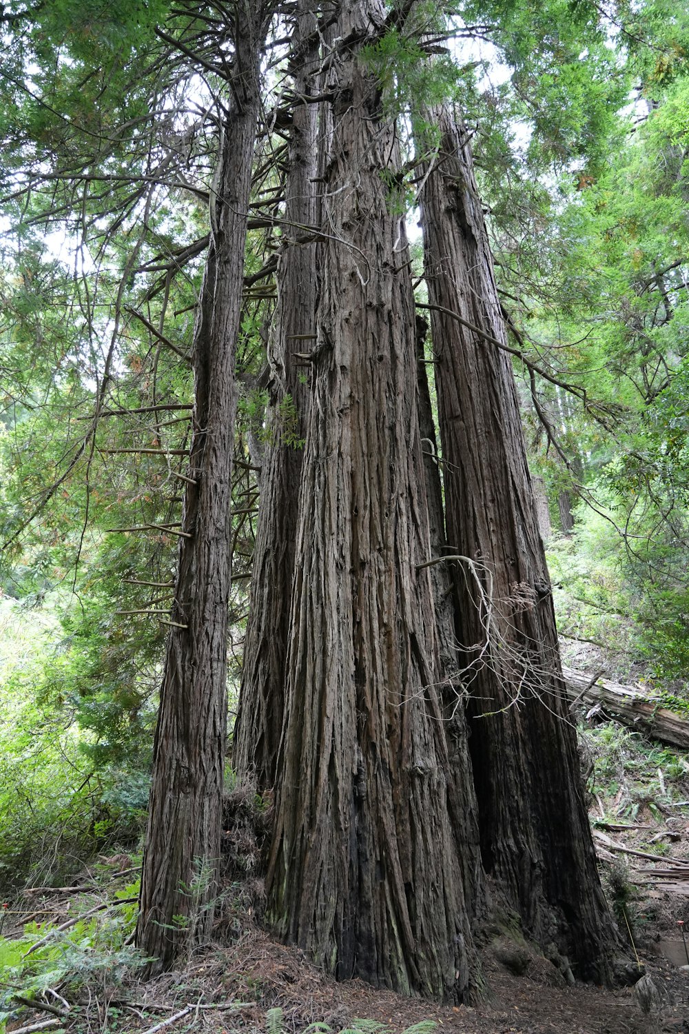 a large tree in the middle of a forest