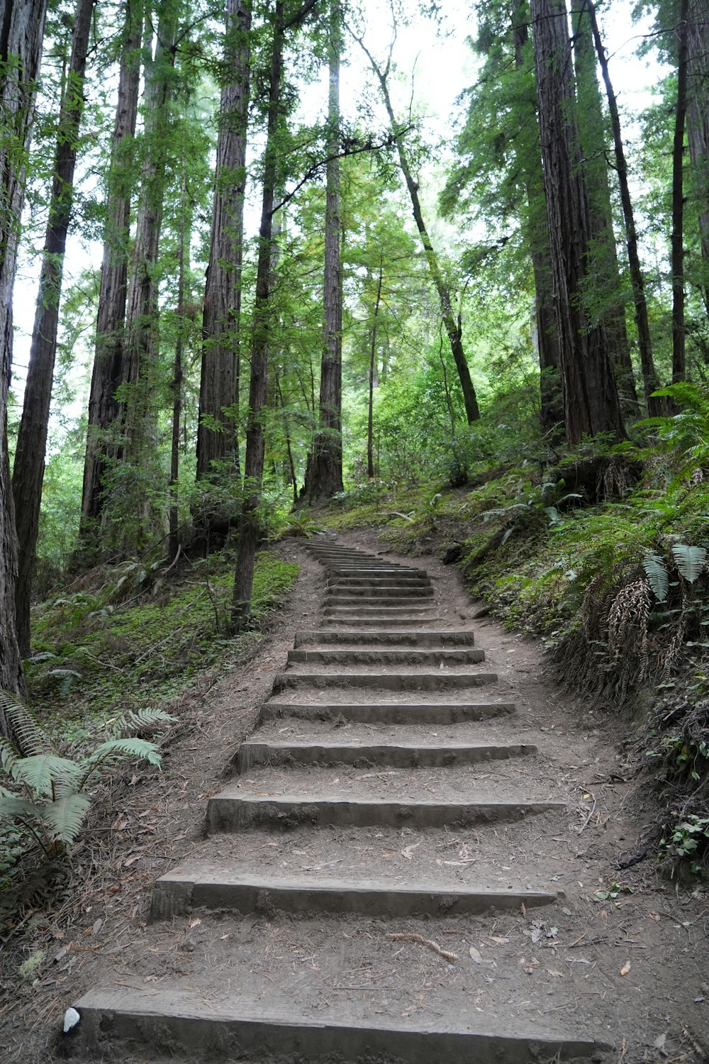 a set of steps leading up to a forest