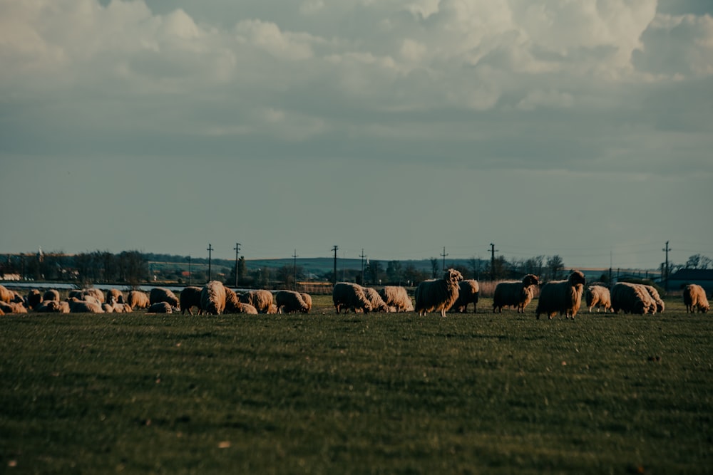 a herd of sheep standing on top of a lush green field