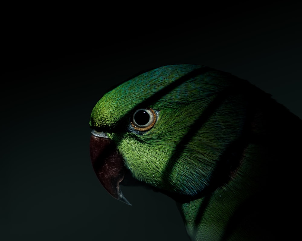 Eine Nahaufnahme eines grünen Vogels mit schwarzem Hintergrund