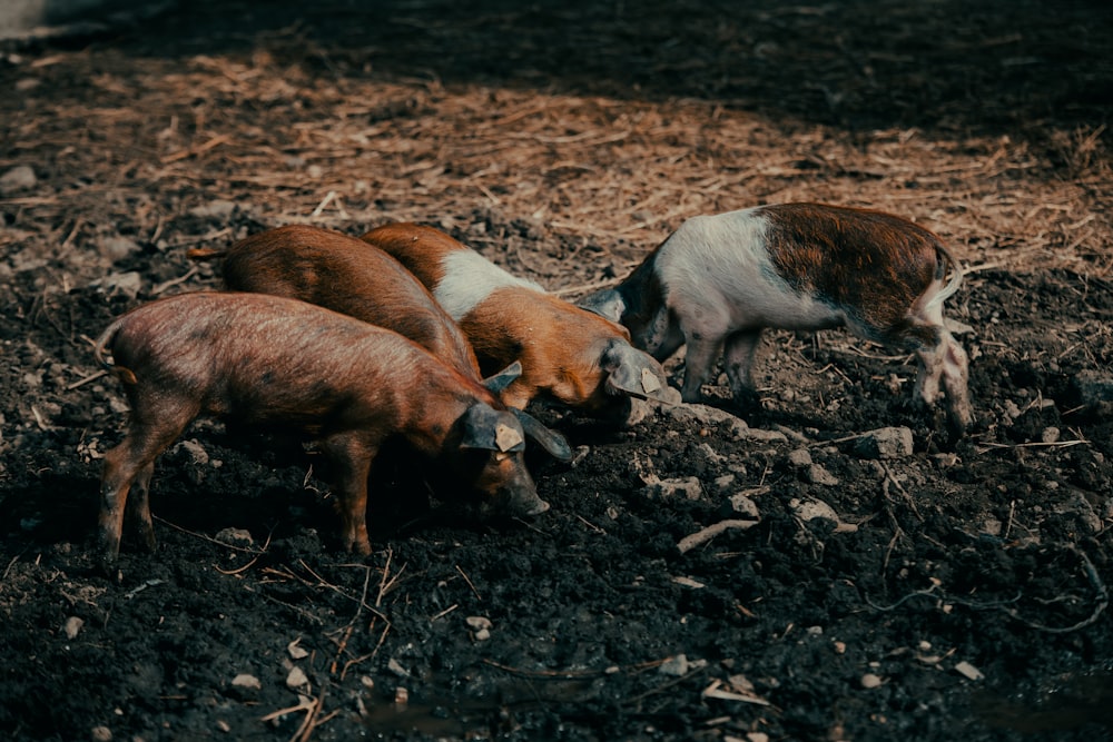 three small pigs are eating on the ground