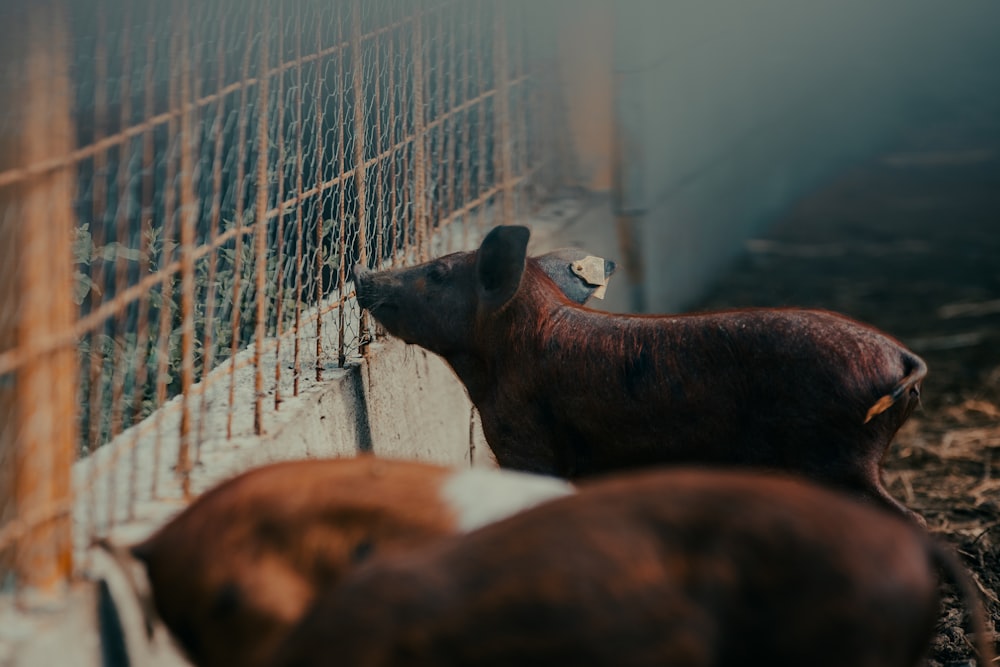 a couple of cows standing next to a fence