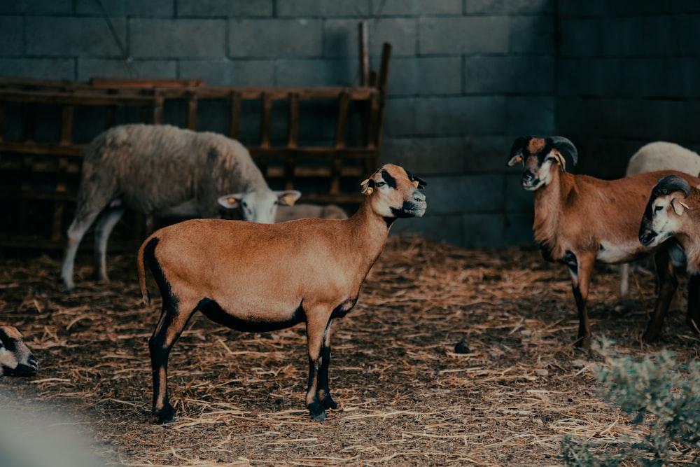 a herd of goats standing on top of a dry grass field